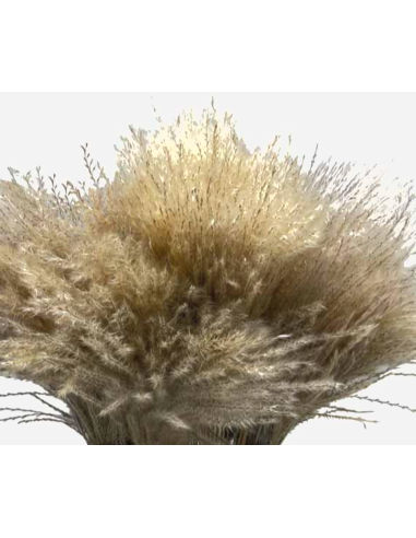 Stipa Feather Grass natural 100 stems