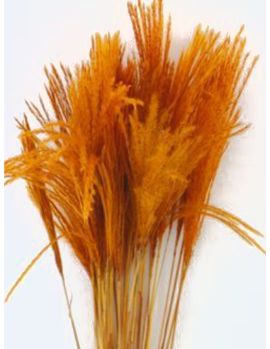 TINTED Stipa Feather Grass orange100 stems