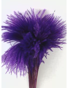 TINTED Stipa Feather Grass purple 100 stems