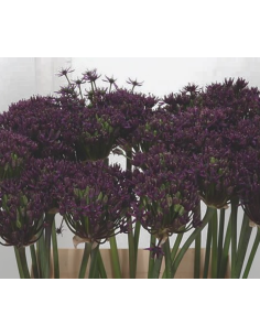 Allium "miami" 70cm 60 stems