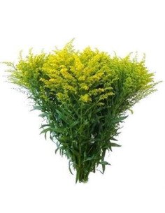 Solidago