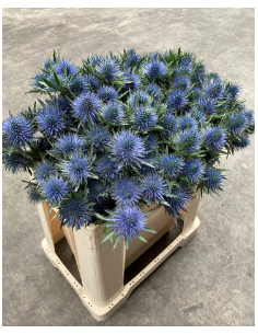 Wholesale Eryngium Magnetar Qstar - 60 Stems Bulk | Florasource