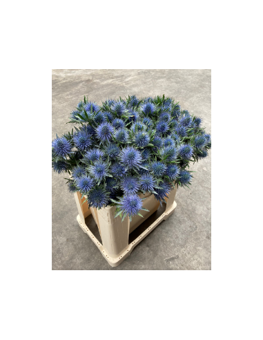 Wholesale Eryngium Magnetar Qstar - 60 Stems Bulk | Florasource
