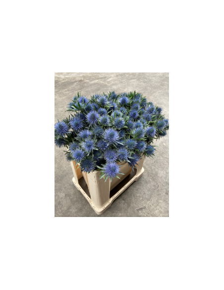Wholesale Eryngium Magnetar Qstar - 60 Stems Bulk | Florasource