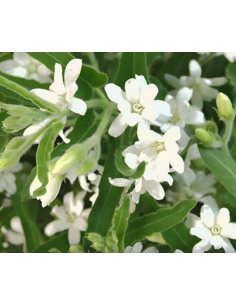Tweedia White 80 stems