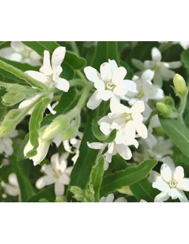 Wholesale Tweedia White - 80 Stems Bulk Box | Florasource