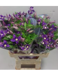 Clematis "blue pirouette" 60 stems