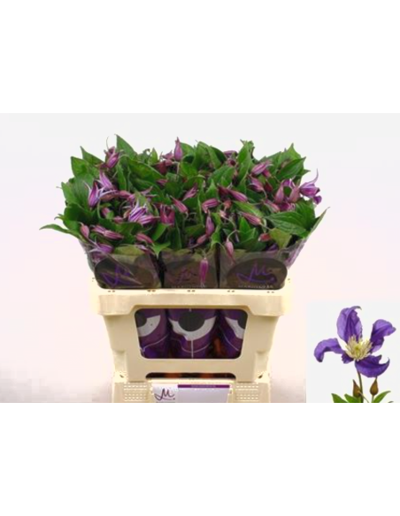 Clematis "blue pirouette" 60 stems