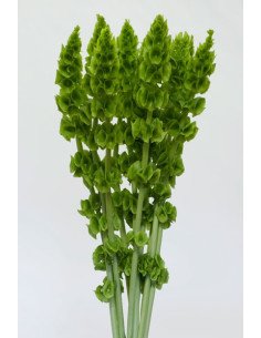 Bells of Ireland 100 stems 32 inches tall BULK BOX 2