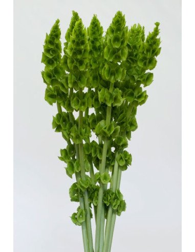 Bells of Ireland By the Bunch