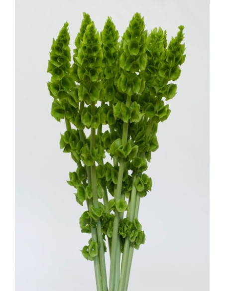 Bells of Ireland By the Bunch