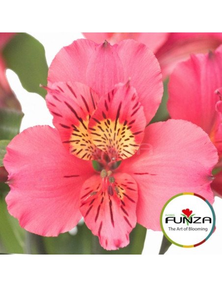 Alstromeria Dark PInk By the Box