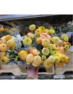 Ranunculus Champagne 100 stems