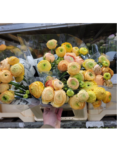 Ranunculus Champagne 100 stems