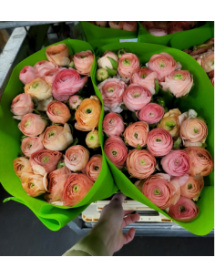 Ranunculus Salmon 100 stems