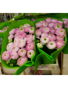 Ranunculus Pink 100 stems