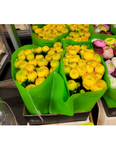 Ranunculus Yellow 100 stems