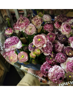 Ranunculus Pink stripe 100 stems