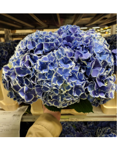 Hydrangea Beau dali 40cm 20 stems
