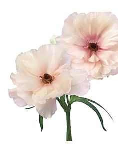 Butterfly Ranunculus "melissa" Blush 60 / 120  stems