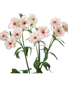 Butterfly Ranunculus "melissa" Blush 60 / 120  stems 2