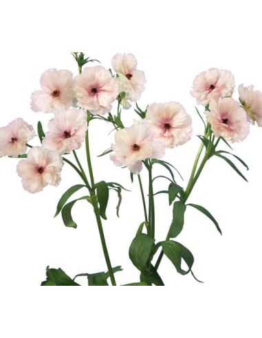 Butterfly Ranunculus "melissa" Blush 60 / 120  stems