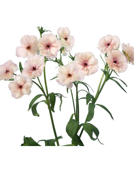 Butterfly Ranunculus "melissa" Blush 60 / 120  stems