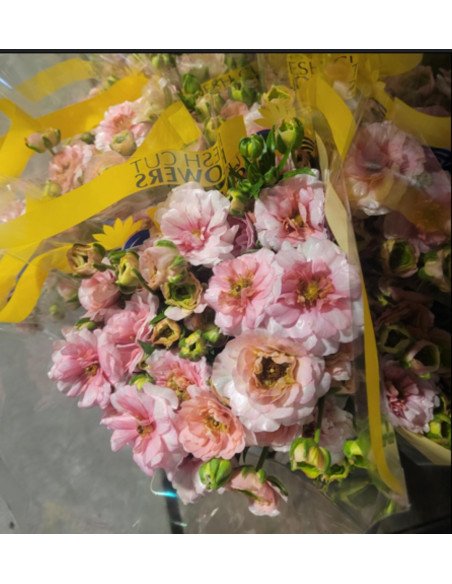 Butterfly Ranunculus "melissa" Blush 60 / 120  stems