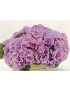 Premium Holland Hydrangea Beau Papil Pink  40cm 60 stems