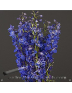 Delphinium Sea Waltz By the Box 15 Bunches