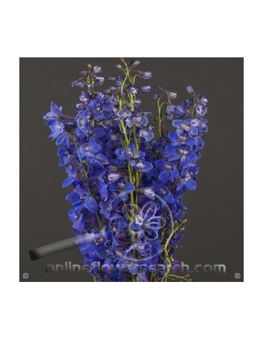 Delphinium Sea Waltz By the Box 15 Bunches