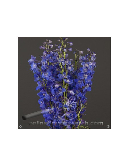 Delphinium Sea Waltz By the Box 15 Bunches
