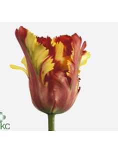 Ruffled Edge Tulip  Flaming Parrot 60 / 120 stems
