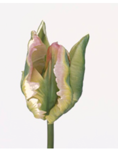 Ruffled Edge "green wave" Parrot 60 / 120 stems