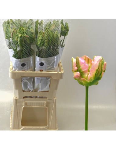 Ruffled Edge "green wave" Parrot 60 / 120 stems