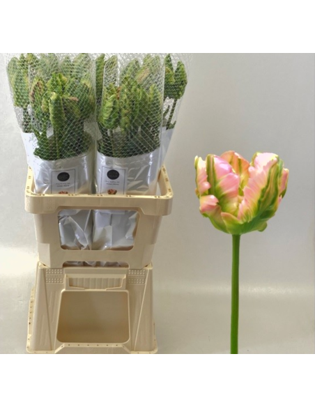 Ruffled Edge "green wave" Parrot 60 / 120 stems