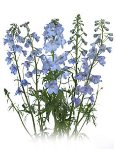 Delphinium Sea Waltz By the Box 15 Bunches 2