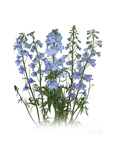 Delphinium Sea Waltz By the Box 15 Bunches