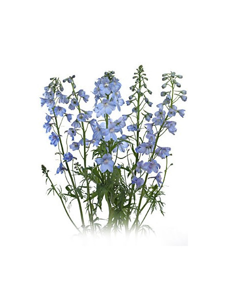Delphinium Sea Waltz By the Box 15 Bunches