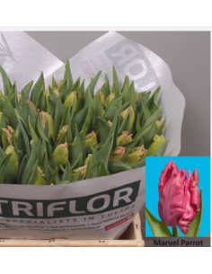 Ruffled Edge "marvel" pink Parrot 150 stems 2