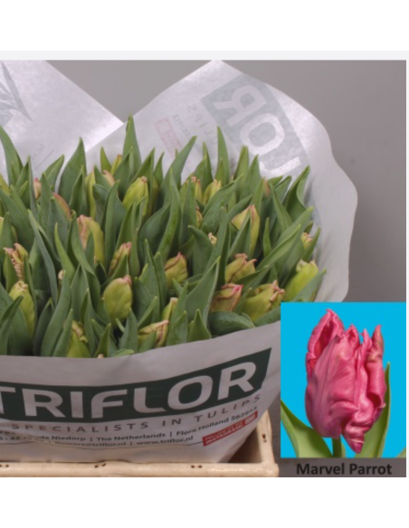 Ruffled Edge "marvel" pink Parrot 150 stems