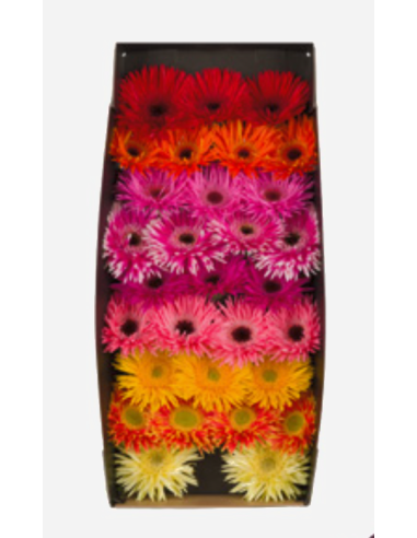 mini gerbera daisy venezi