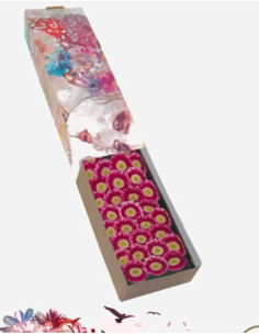 mini gerbera daisy venezi