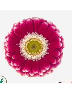 mini gerbera daisy venezi 2