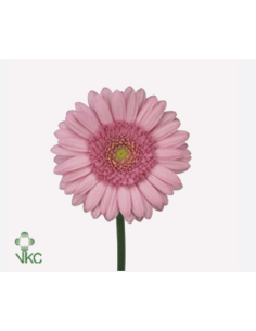 mini gerbera daisy venezi