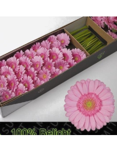 mini gerbera daisy venezi 2