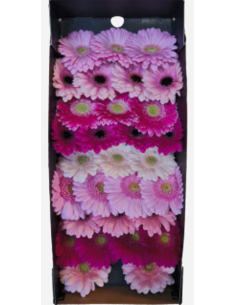 mini gerbera daisy assorted pinks