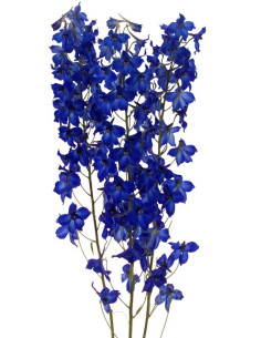 Delphinium Volkenfrieden  By the Box 16 Bunches