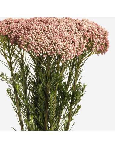 Riceflower Pink 5 / 10 / 15 / 20  Bunches and other Purchase Wholesale morenaflowers. Free Returns & Net 60 Terms on Faire trending on Faire.