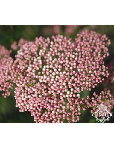 Riceflower Pink 5 / 10 / 15 / 20  Bunches Riceflower Pink 5 / 10 / 15 / 20  Bunches